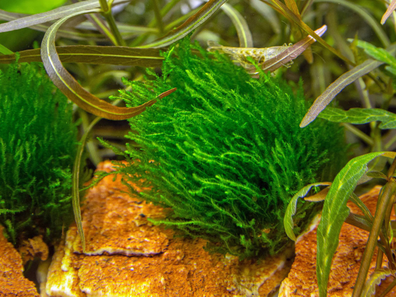 Flammen-Moos - Taxiphyllum sp. 'Flame Moss' in vitro
